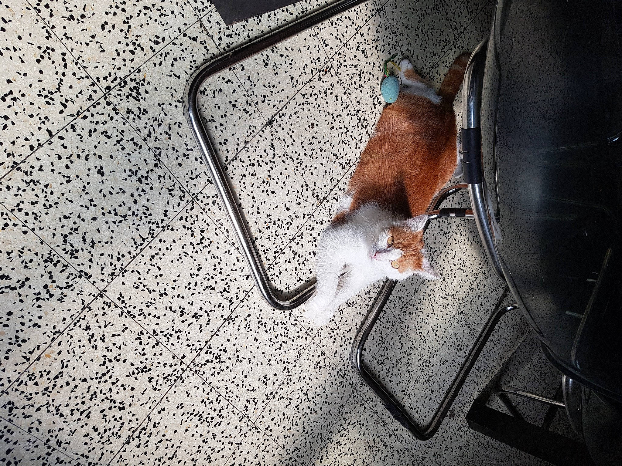 Calinou participe au concours pour gagner de l'argent avec cette photo : canidae, carnivore, cat, felidae, floor, kitten, leash, small_to_medium_sized_cats, tail, whiskers