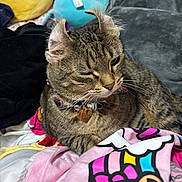 Cleo joined the competition — help win amazing prizes! cat, tabby_cat, curled_ears, winking, collar, bell, blanket, plush_toy, colorful, pink, yellow, blue, soft_texture, indoor, cozy, pet, feline, whiskers, relaxed, resting