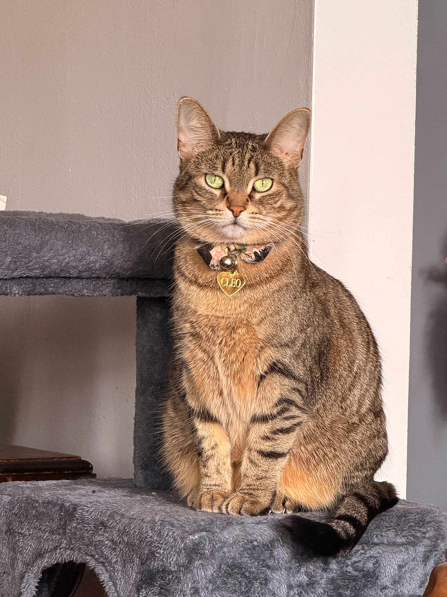 Cleo joined the competition — help win amazing prizes! cat, tabby_cat, green_eyes, collar, heart_shaped_tag, cat_tree, gray_fur, striped_fur, pet, indoor, feline, animal, sitting, looking, cute, domestic_cat, whiskers, ears, tail, close_up