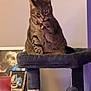 Cleo is registered to the contest to win money with this photo: cat, tabby_cat, cat_tree, pet, indoor, grooming, paw, furniture, framed_photo, dog_photo, celebration_photo, cake, room, wall, pet_accessory, toy_ball, scratching_post, cozy, nostalgic, blurred