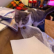 Chester joined the competition — help win amazing prizes! animal, blanket, cat, closeup, clutter, couch, curious, domestic_animal, furniture, gray_cat, household, indoor, living_room, nibbling, papers, pet, plastic_bag, playful, tabby, white_cat