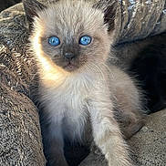 Athena a rejoint le concours — aidez-le/la à gagner de superbes lots ! animal, blanket, blue_eyes, cat, close_up, cozy, cute, feline, fluffy, fur, indoor, kitten, paw, pet, relaxed, sleepy, soft, texture, whiskers, young