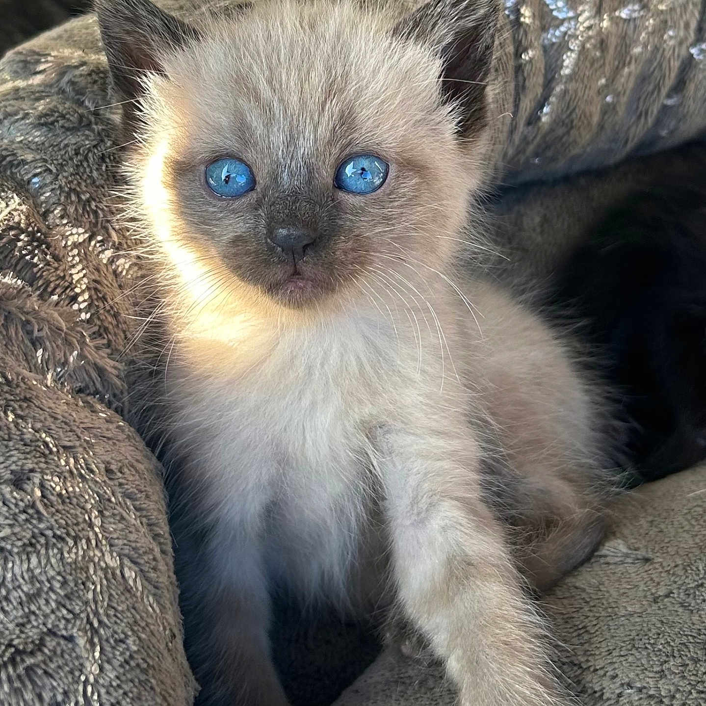 Athena a rejoint le concours — aidez-le/la à gagner de superbes lots ! animal, blanket, blue_eyes, cat, close_up, cozy, cute, feline, fluffy, fur, indoor, kitten, paw, pet, relaxed, sleepy, soft, texture, whiskers, young