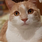 Nigel joined the competition — help win amazing prizes! cat, close_up, indoor, pet, feline, whiskers, ears, eyes, fur, nose, striped_pillow, cozy, brown_background, domestic_animal, resting, curious, portrait, animal, cute, soft