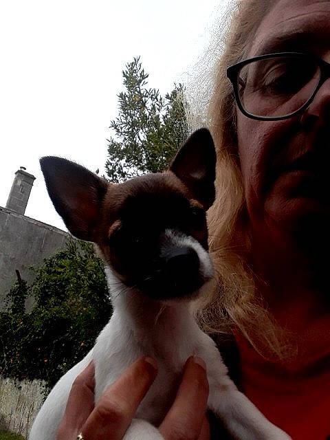 Stella a rejoint le concours — aidez-le/la à gagner de superbes lots ! boston_terrier, canidae, carnivore, chihuahua, companion_dog, dog, dog_breed, ear, eyewear, fawn, glasses, mammal, non_sporting_group, nose, rat_terrier, snout, sunglasses, toy_dog, toy_fox_terrier, vertebrate