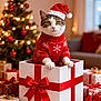 cat, celebration, christmas, christmas_tree, cozy, cute, decorations, festive, gift_box, holiday, holiday_season, holiday_spirit, indoors, ornaments, pet, presents, red_sweater, ribbon, santa_hat, warm_lighting