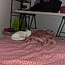 Snow participe au concours pour gagner de l'argent avec cette photo : cat, sleeping, bed, blanket, indoor, furniture, shelf, desk, white_cat, patterned_bedspread, cozy, resting, quiet, pink, brown_blanket, household, relaxing, pet, domestic, calm