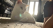 Snow a rejoint le concours — aidez-le/la à gagner de superbes lots ! calm, cat, curtain, domestic, feline, fur, home, indoor, natural_light, person, pet, quiet, relaxing, resting, shadow, shelf, sunlight, texture, white_cat, window
