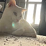cat, white_cat, indoor, window, sunlight, shelf, person, relaxing, domestic, pet, feline, fur, resting, quiet, calm, natural_light, home, shadow, texture, curtain