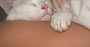 Snow participe au concours pour gagner de l'argent avec cette photo : cat, white_cat, sleeping, paw, pink_nose, fur, close_up, resting, cozy, arm, human, indoor, pet, cute, relaxed, animal, whiskers, soft, comfort, peaceful