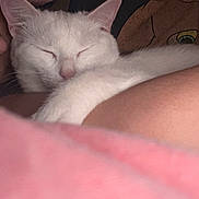 Snow a rejoint le concours — aidez-le/la à gagner de superbes lots ! cat, white_cat, sleeping, person, face, arm, closeup, snuggling, cozy, resting, indoor, soft_light, pet, animal, cute, relaxation, companion, calm, friendship, intimate