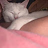cat, white_cat, sleeping, person, face, arm, closeup, snuggling, cozy, resting, indoor, soft_light, pet, animal, cute, relaxation, companion, calm, friendship, intimate