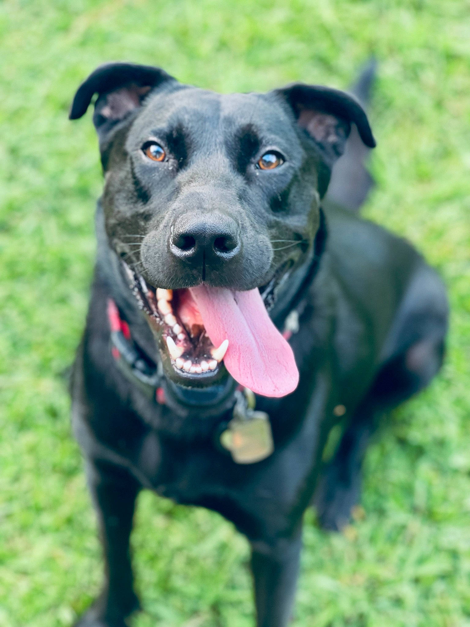 Boomer is registered to the contest to win money with this photo: borador, canidae, carnivore, collar, companion_dog, dog, dog_breed, dog_collar, electric_blue, fashion_accessory, grass, hunting_dog, non_sporting_group, personal_protective_equipment, pet_supply, plant, snout, sporting_group, working_animal, working_dog