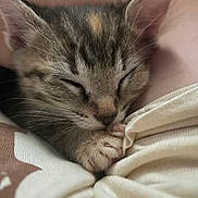 Lucy joined the competition — help win amazing prizes! kitten, cat, sleeping, paw, tabby, closeup, cute, fur, whiskers, animal, pet, cozy, resting, soft, nap, domestic_cat, young, adorable, indoor, relaxation