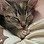 kitten, cat, sleeping, paw, tabby, closeup, cute, fur, whiskers, animal, pet, cozy, resting, soft, nap, domestic_cat, young, adorable, indoor, relaxation