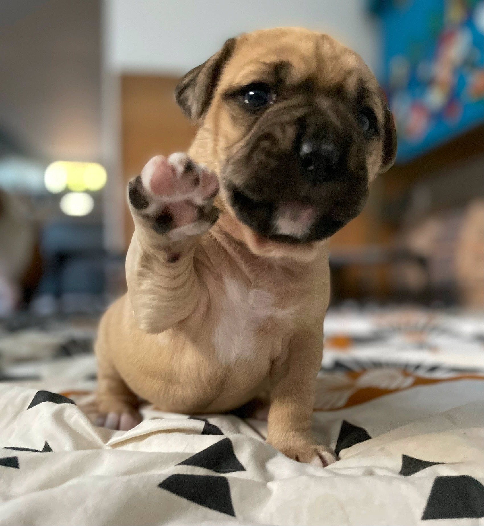 Lizzie a rejoint le concours — aidez-le/la à gagner de superbes lots ! ancient_dog_breeds, art, canidae, carnivore, companion_dog, dog, dog_breed, event, fawn, non_sporting_group, pet_supply, pug, puppy, snout, sporting_group, terrestrial_animal, toy_dog, whiskers, working_animal, wrinkle