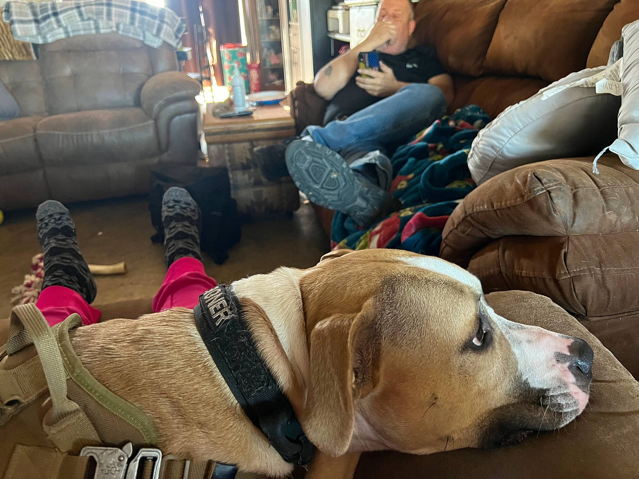 Bo is registered to the contest to win money with this photo: bag, canidae, carnivore, comfort, companion_dog, couch, dog, dog_breed, fawn, fur, guard_dog, linens, living_room, luggage_and_bags, nap, sitting, snout, sofa_bed, sporting_group, working_animal