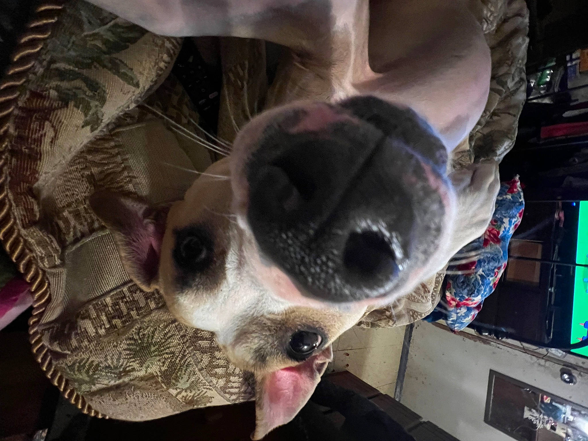 Bo is registered to the contest to win money with this photo: canidae, carnivore, collar, companion_dog, dog, dog_breed, ear, fawn, fur, non_sporting_group, paw, snout, sporting_group, terrestrial_animal, whiskers, working_animal