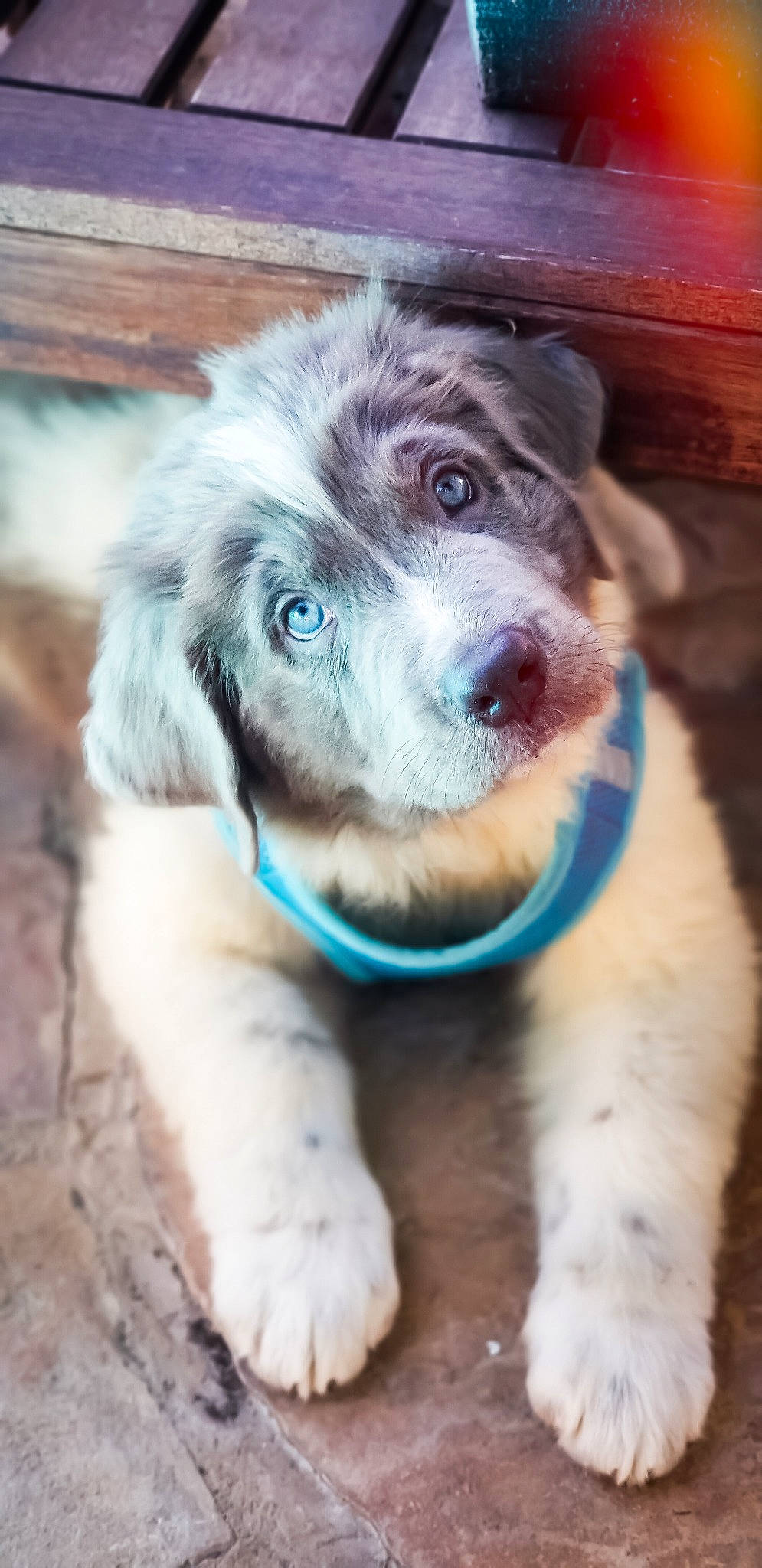 Dollie Madison joined the competition — help win amazing prizes! australian_shepherd, canidae, carnivore, companion_dog, dog, dog_breed, karakachan_dog, mammal, miniature_australian_shepherd, nose, puppy, pyrenean_mastiff, rare_breed_dog, snout, sporting_group, vertebrate