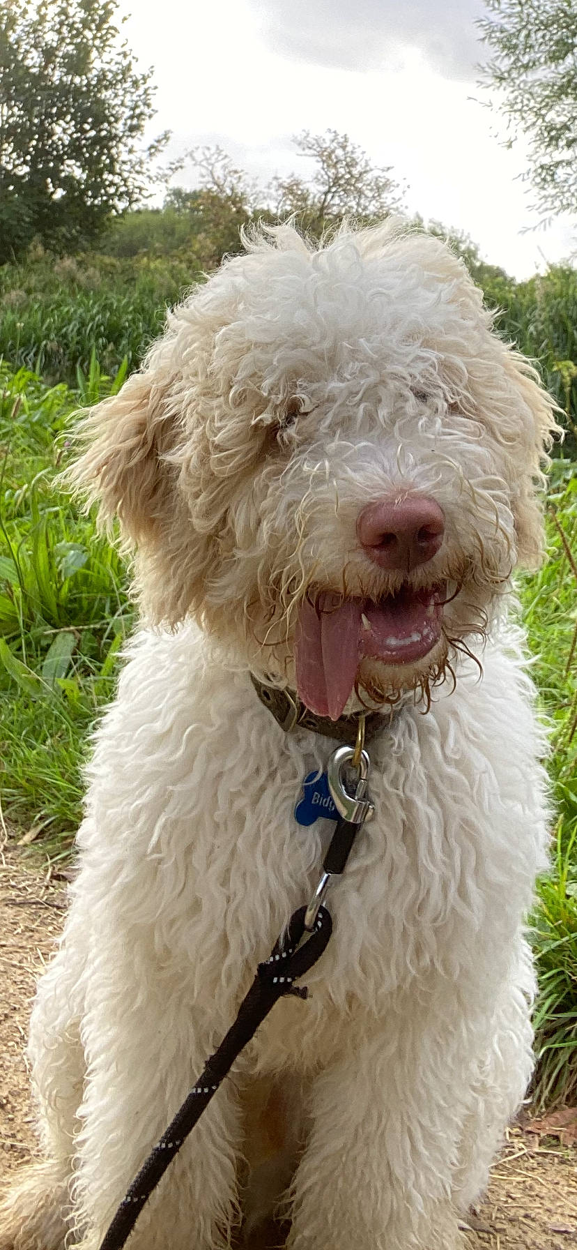 Enzo joined the competition — help win amazing prizes! canidae, carnivore, collar, companion_dog, dog, dog_breed, dog_collar, fur, grass, maltepoo, non_sporting_group, plant, poodle, small_terrier, snout, sporting_group, terrier, tree, water_dog, working_animal