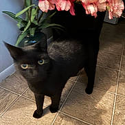 Gracelyn joined the competition — help win amazing prizes! animal, black_cat, blur, cat, curious, domestic_cat, eyes, feline, floor, flowers, home, indoor, pet, pink_flowers, plant, shadow, standing, tile_floor, vase, whiskers