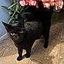 animal, black_cat, blur, cat, curious, domestic_cat, eyes, feline, floor, flowers, home, indoor, pet, pink_flowers, plant, shadow, standing, tile_floor, vase, whiskers