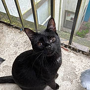 Kyo is registered to the contest to win money with this photo: black_cat, cat, animal, pet, outdoor, balcony, railing, concrete, curious, sitting, whiskers, feline, closeup, urban, mesh_screen, window, daylight, looking_up, ears, tail