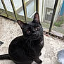 black_cat, cat, animal, pet, outdoor, balcony, railing, concrete, curious, sitting, whiskers, feline, closeup, urban, mesh_screen, window, daylight, looking_up, ears, tail