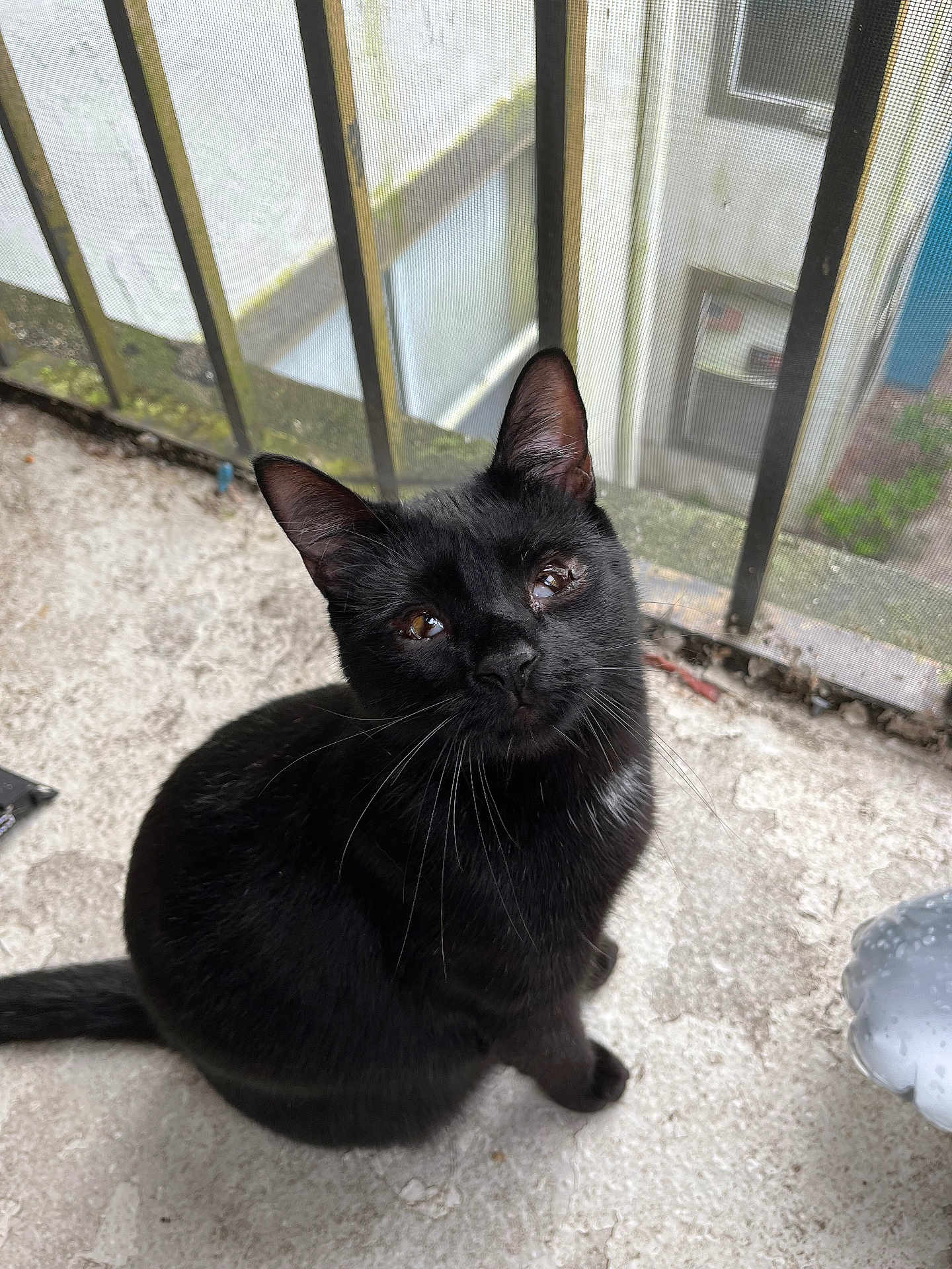 Kyo is registered to the contest to win money with this photo: black_cat, cat, animal, pet, outdoor, balcony, railing, concrete, curious, sitting, whiskers, feline, closeup, urban, mesh_screen, window, daylight, looking_up, ears, tail