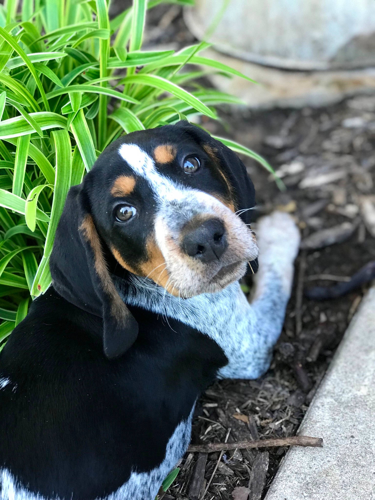 Duke is registered to the contest to win money with this photo: ball, canidae, carnivore, collar, companion_dog, dog, dog_breed, fawn, grass, hound, hunting_dog, plant, puppy, scent_hound, snout, sporting_group, terrestrial_animal, whiskers, working_animal, working_dog