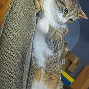 Honda is registered to the contest to win money with this photo: animal, armrest, cardboard_boxes, cat, couch, curious, domestic_cat, fluffy_belly, furniture, furry, home, indoor, looking_sideways, pet, relaxed, tabby_cat, tail, whiskers, white_paws, wooden_floor