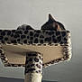 Honda is registered to the contest to win money with this photo: animal, cat, cat_tree, cozy, ear, feline, fur, hiding, home, indoor, leopard_print, paw, pet, platform, playful, quiet, resting, scratching_post, soft_texture, vertical
