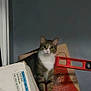 box, cardboard_box, cat, closeup, clutter, container, curious, domestic_animal, feline, floor, household, indoor, level_tool, looking, pet, sitting, storage, tabby_cat, wall, white_paws