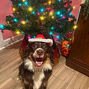 Tuna is registered to the contest to win money with this photo: dog, christmas_tree, holiday, festive, santa_hat, smiling, indoor, wooden_floor, decorations, lights, pet, happy, celebration, fur, canine, smile, christmas, tree_skirt, red, green