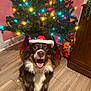 dog, christmas_tree, holiday, festive, santa_hat, smiling, indoor, wooden_floor, decorations, lights, pet, happy, celebration, fur, canine, smile, christmas, tree_skirt, red, green
