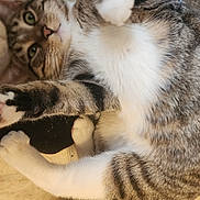 Leo is registered to the contest to win money with this photo: cat, tabby, pet, indoor, fur, whiskers, paws, playful, curious, lying_down, white_belly, striped, close_up, floor, relaxed, animal, cute, feline, domestic, soft
