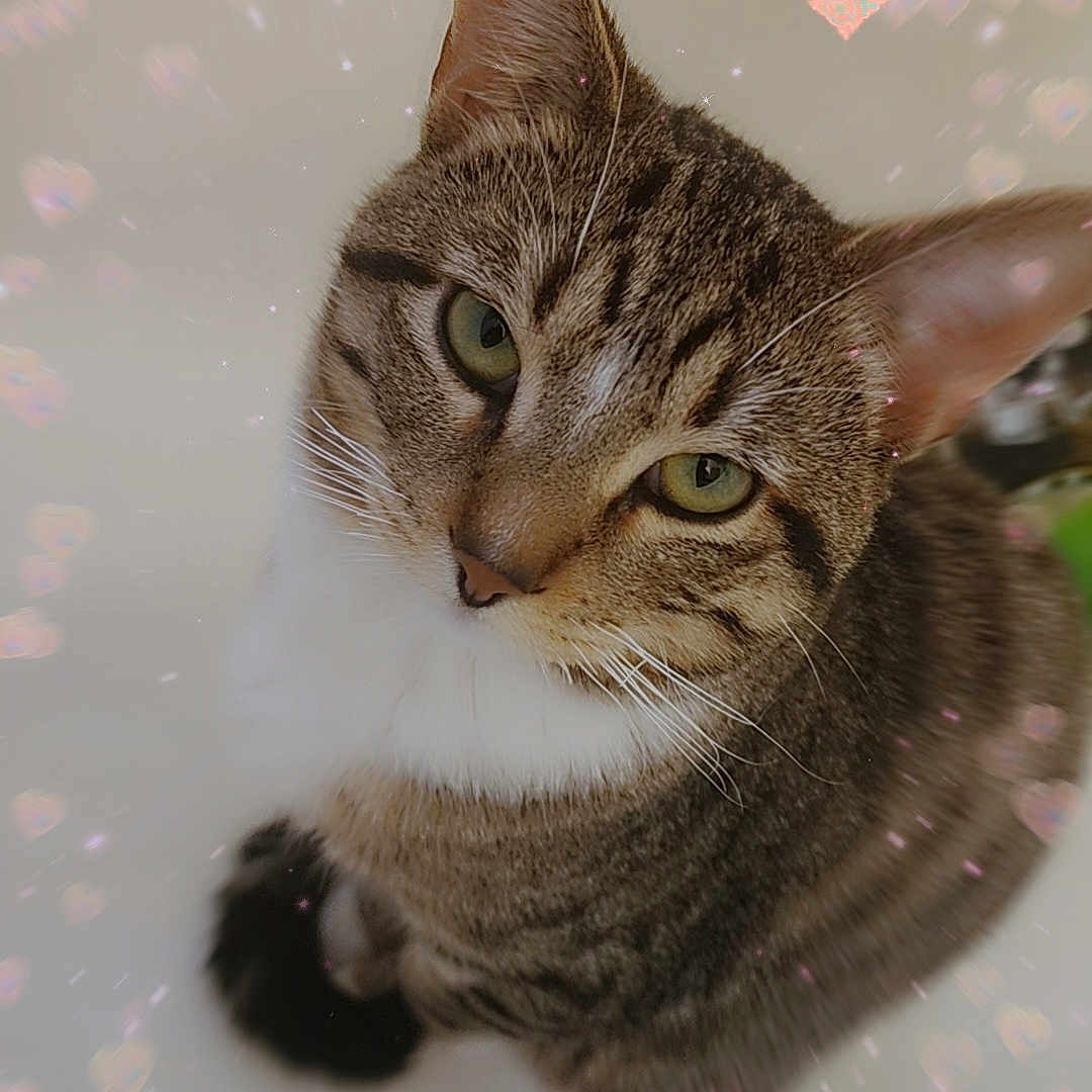Leo joined the competition — help win amazing prizes! cat, tabby, pet, animal, feline, cute, whiskers, ears, eyes, fur, portrait, closeup, indoor, looking_up, heart_bokeh, adorable, soft_light, domestic_cat, sitting, fluffy