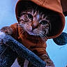 Leo joined the competition — help win amazing prizes! cat, tabby_cat, animal, pet, orange_hoodie, clothing, feline, whiskers, paw, curious, indoor, perch, closeup, cute, fur, face, eyes, portrait, cozy, playful
