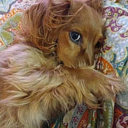 Ruby Jean is registered to the contest to win money with this photo: dog, pet, golden_fur, fluffy, long_hair, lying_down, curled_up, side_eye, eye, animal, canine, bed, blanket, colorful, patterned, indoors, cozy, portrait, sleeping_area, photography