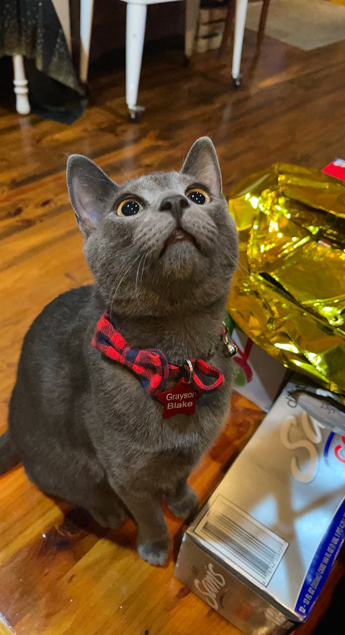 Grayson Blake is registered to the contest to win money with this photo: art, black_cat, carmine, carnivore, cat, domestic_short_haired_cat, fawn, felidae, fur, grey, hardwood, sculpture, small_to_medium_sized_cats, snout, tail, terrestrial_animal, varnish, whiskers, window, wood