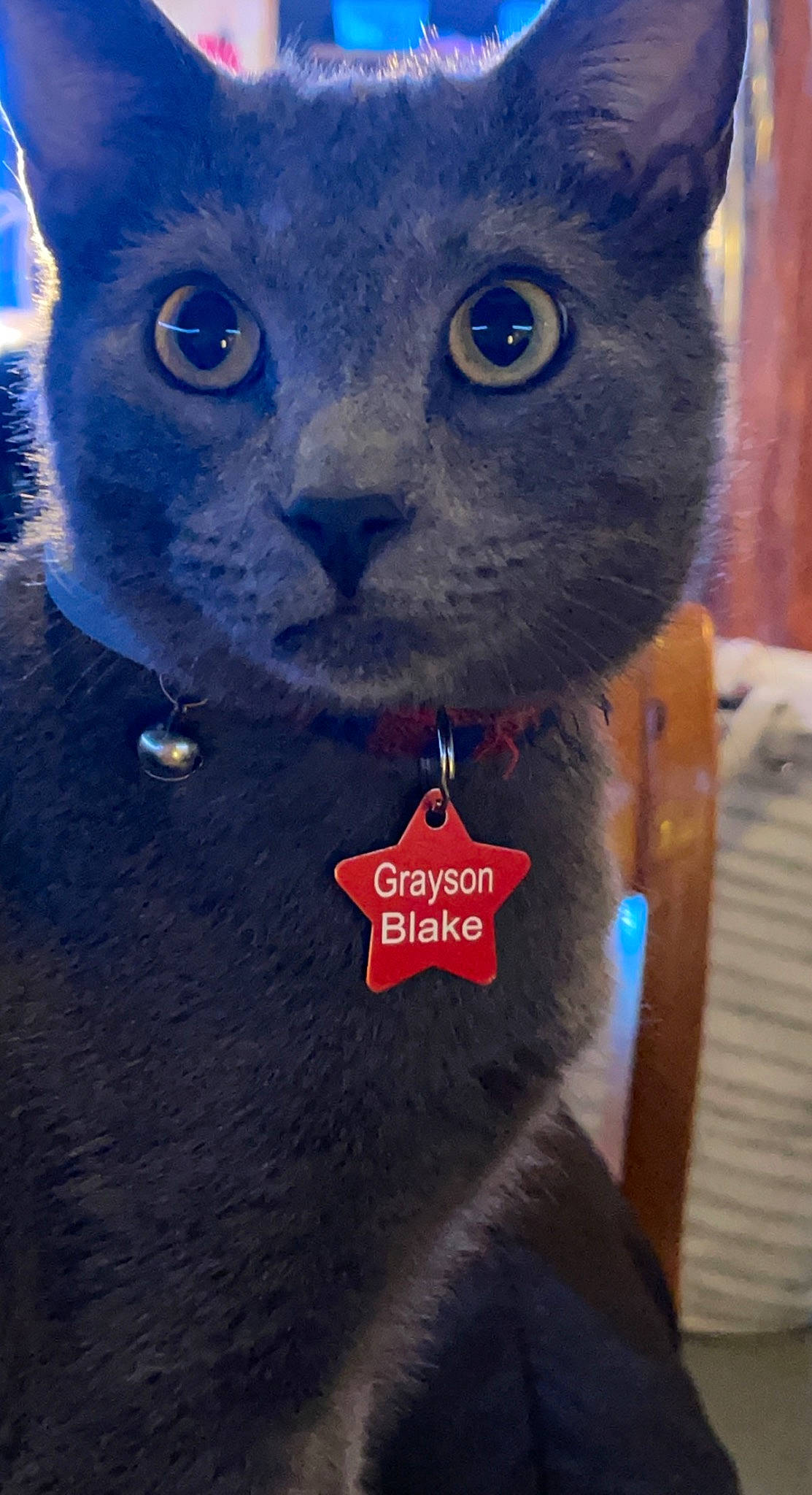 Grayson Blake joined the competition — help win amazing prizes! black_cat, blue, bombay, carmine, carnivore, cat, collar, domestic_short_haired_cat, electric_blue, felidae, fur, grey, photo_caption, small_to_medium_sized_cats, snout, tail, terrestrial_animal, whiskers