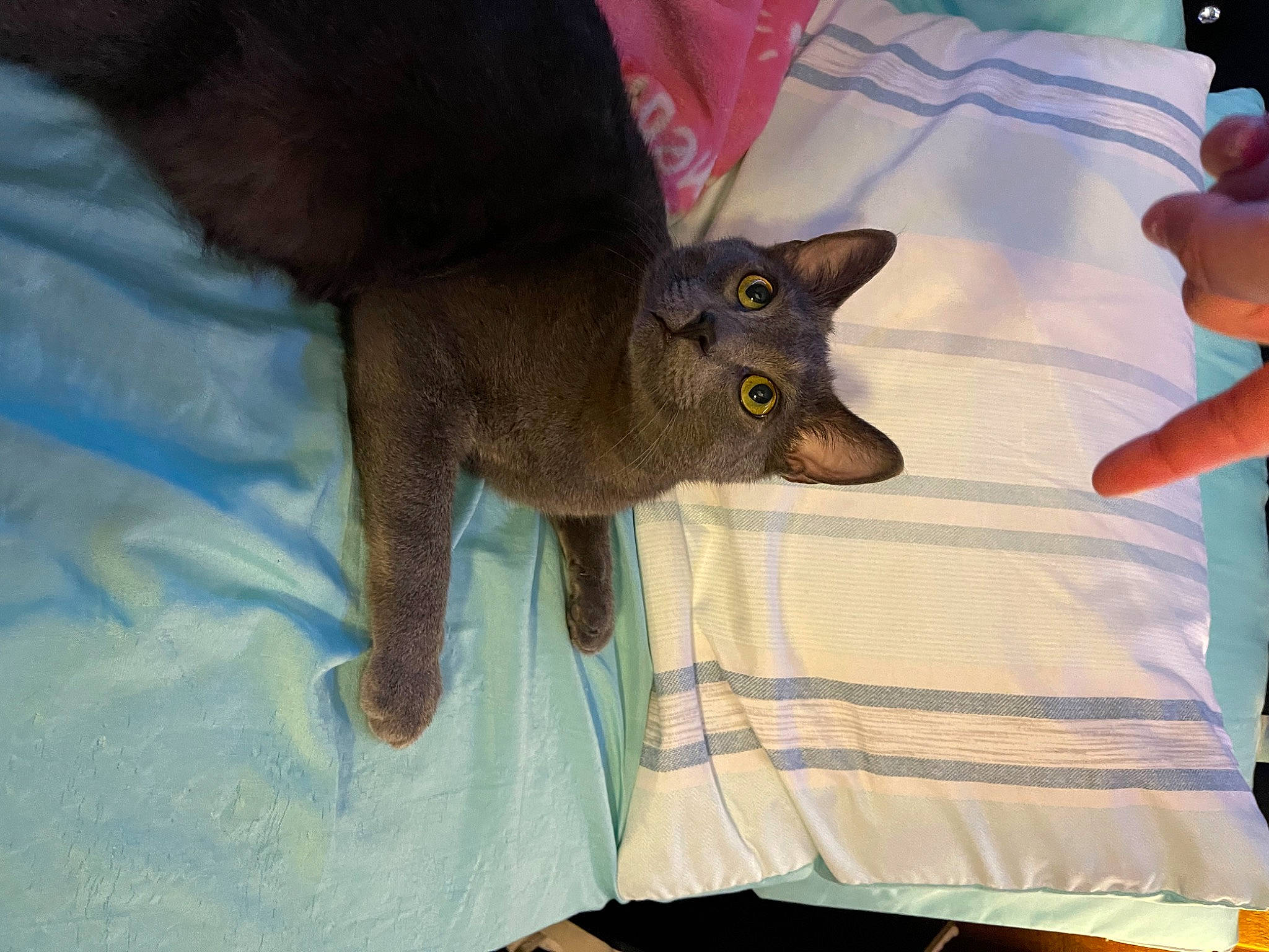 Grayson Blake is registered to the contest to win money with this photo: canidae, carnivore, cat, claw, comfort, companion_dog, dog_breed, domestic_short_haired_cat, fawn, felidae, fur, linens, nail, paw, russian_blue, small_to_medium_sized_cats, snout, sporting_group, toy_dog, whiskers