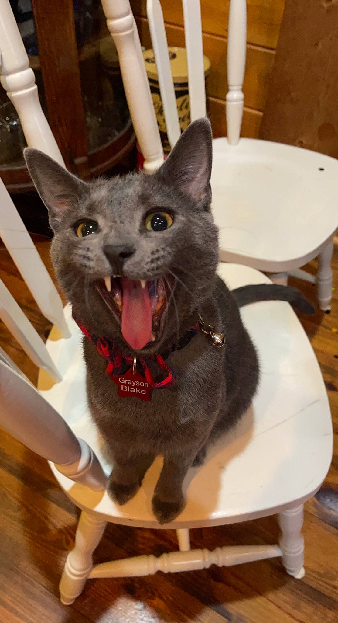 Grayson Blake is registered to the contest to win money with this photo: black_cat, bombay, carnivore, cat, cat_supply, chair, collar, domestic_short_haired_cat, fang, felidae, fur, grey, hardwood, russian_blue, serveware, small_to_medium_sized_cats, snout, tail, whiskers, wood