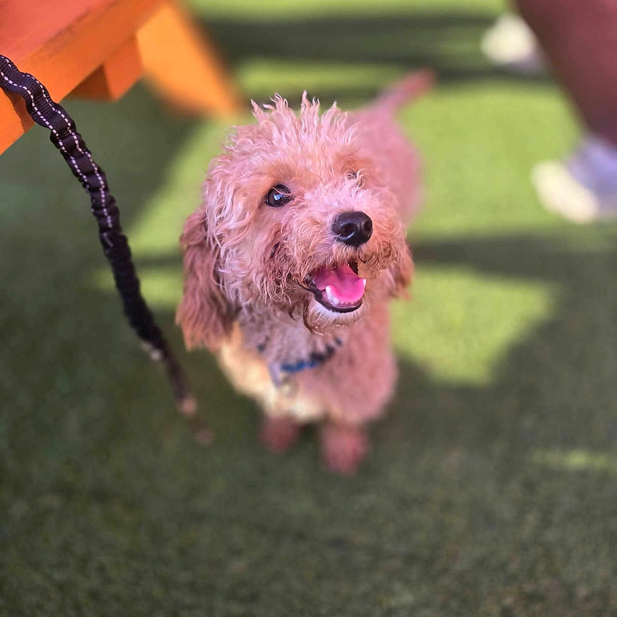 Milo