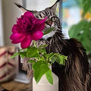 Suki participe au concours pour gagner de l'argent avec cette photo : blurred_background, cat, closeup, curious, domestic_animal, feline, flower, green_leaves, home, indoor, leaf, long_hair, maine_coon, nature, pet, pink_flower, plant, portrait, table, vase