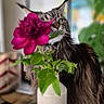 blurred_background, cat, closeup, curious, domestic_animal, feline, flower, green_leaves, home, indoor, leaf, long_hair, maine_coon, nature, pet, pink_flower, plant, portrait, table, vase