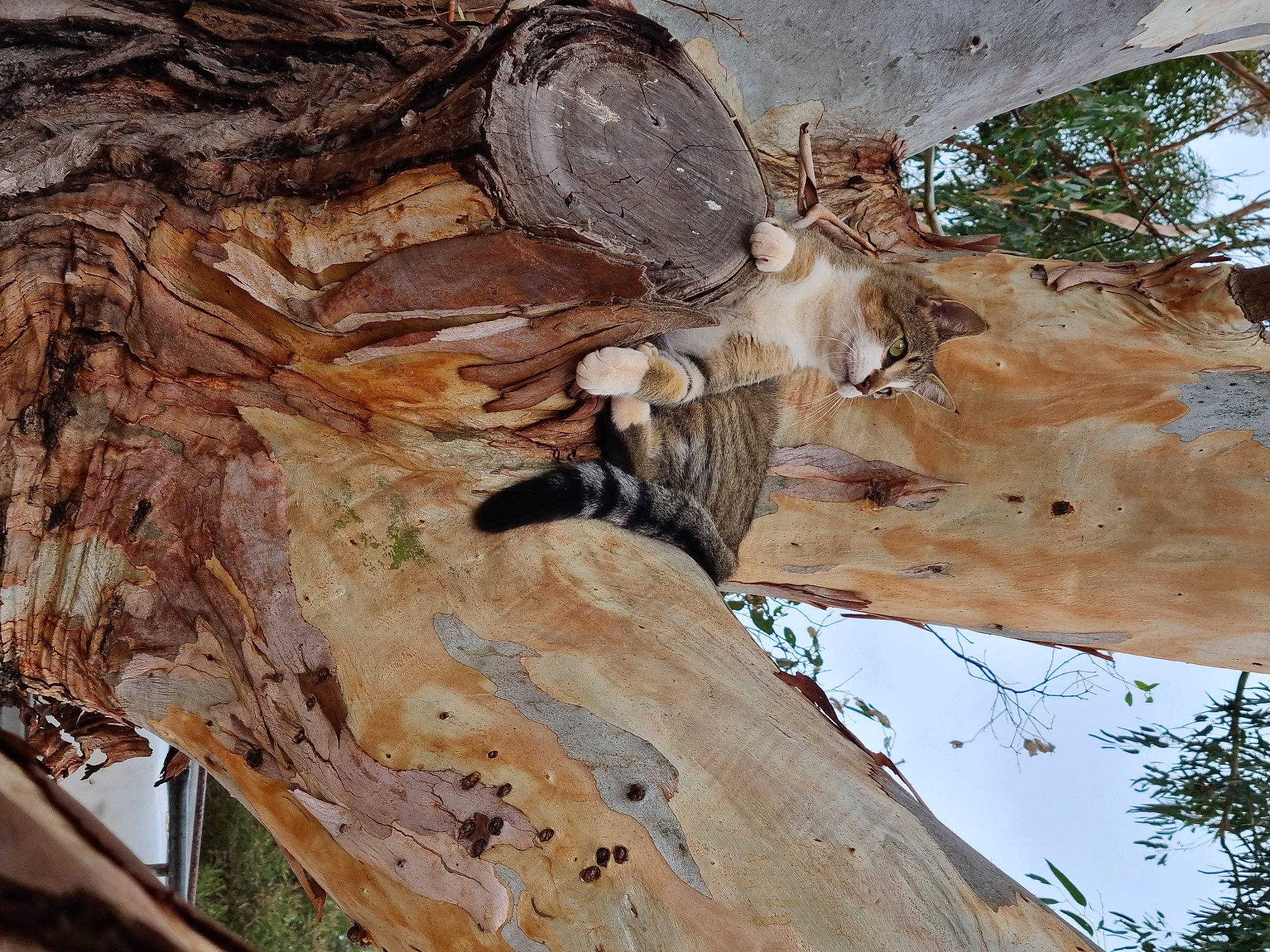 Tigray joined the competition — help win amazing prizes! beak, bedrock, branch, driftwood, formation, hardwood, landscape, lumber, natural_material, plant, rock, terrestrial_animal, tree, trunk, twig, wildlife, wing, wood, woody_plant