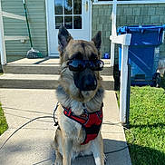 Daisy Duke is registered to the contest to win money with this photo: dog, german_shepherd, sunglasses, harness, outdoor, sidewalk, house, door, broom, trash_bin, grass, sunny, pet, canine, animal, leash, shadow, daytime, residential, concrete