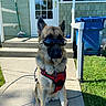 dog, german_shepherd, sunglasses, harness, outdoor, sidewalk, house, door, broom, trash_bin, grass, sunny, pet, canine, animal, leash, shadow, daytime, residential, concrete