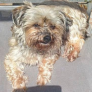 Cannelle participe au concours pour gagner de l'argent avec cette photo : dog, outdoor, sunlight, mesh_chair, fluffy, scruffy, relaxed, pet, animal, fur, light_brown, cream, resting, canine, summer, daylight, lounge, paw, cute, companion